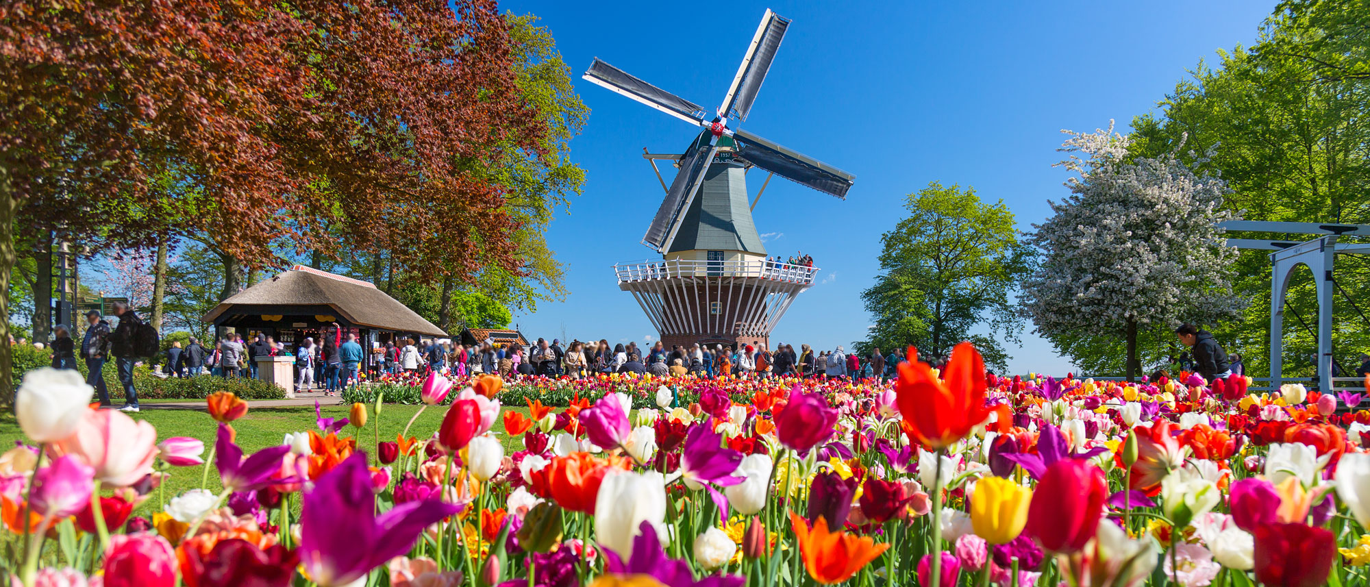 A guide to visiting the tulip fields in the Netherlands - Part-Time Passport